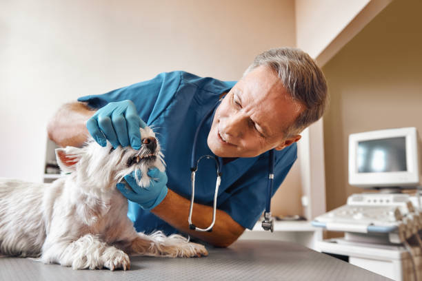 Best Dental Abscess Treatment in Artondale, WA